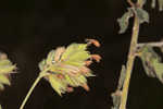 Hairy lespedeza